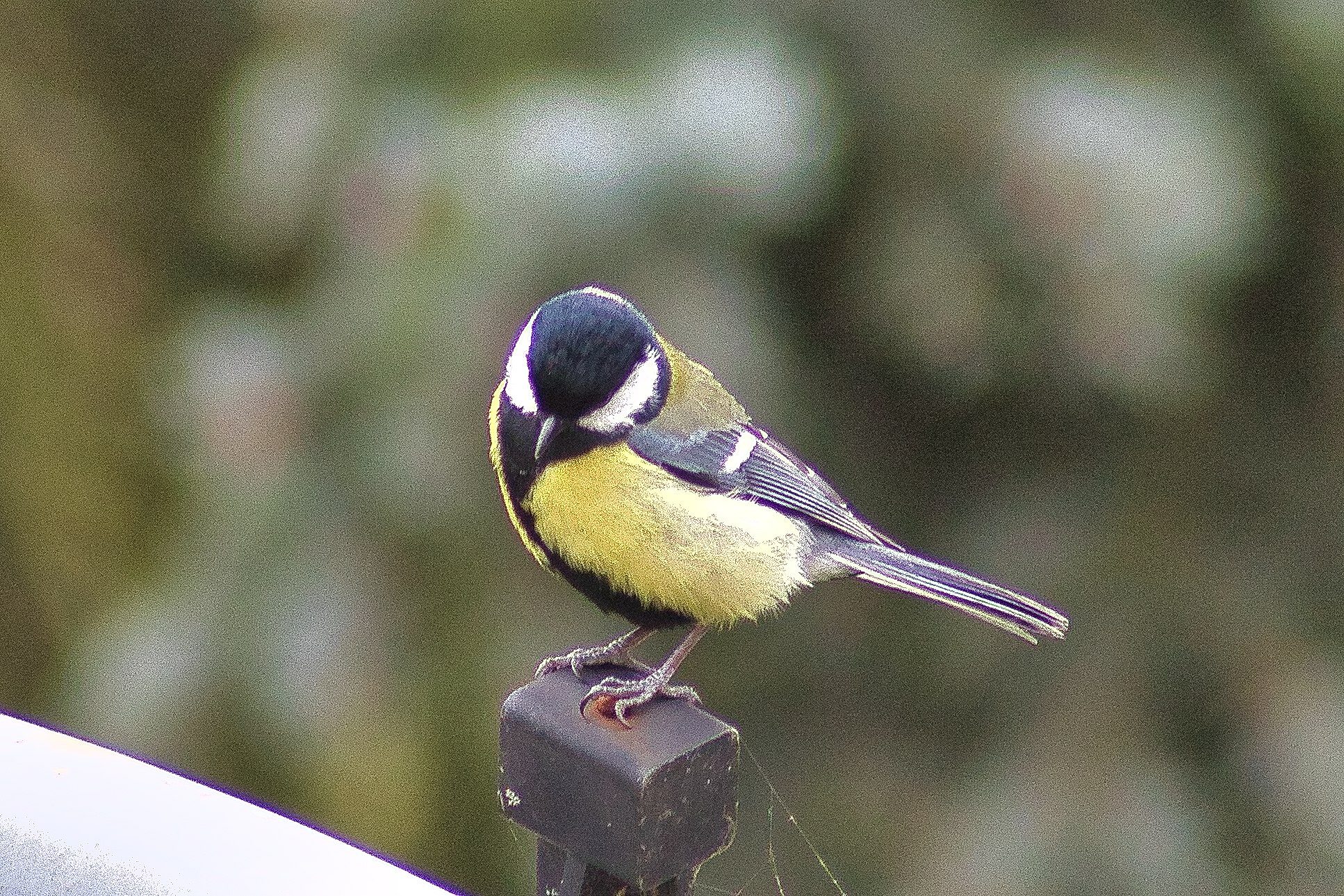 Mésange Charbonnière